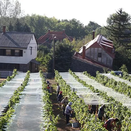 Bacchus - Borbarlang, Badacsony Apartment *