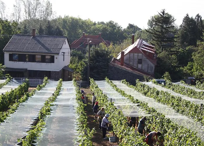 Bacchus - Borbarlang, Badacsony Lejlighed *